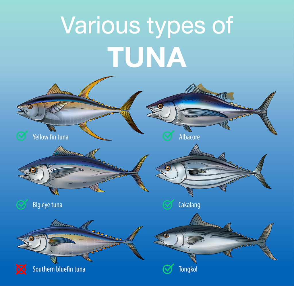 ปลาทูน่า
พันธุ์ปลาทูน่า
เลือกใช้ทูน่า